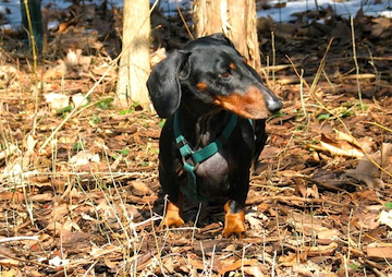 a black & brown dachsund stands out in the woods on an autumn day